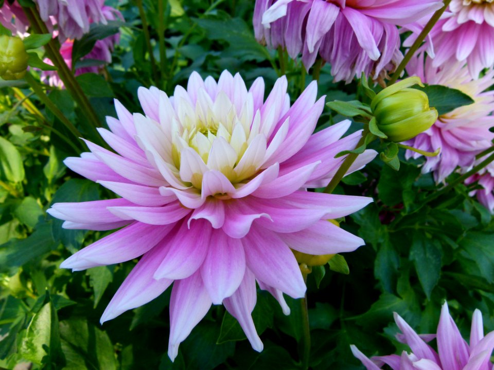 Concours international du Dahlia 2012 au Parc Floral de Paris 32
