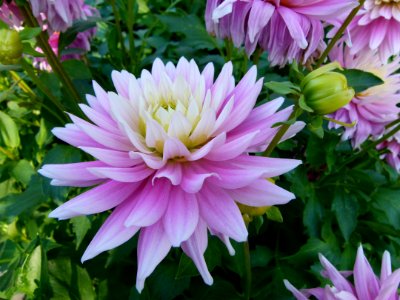 Concours international du Dahlia 2012 au Parc Floral de Paris 32