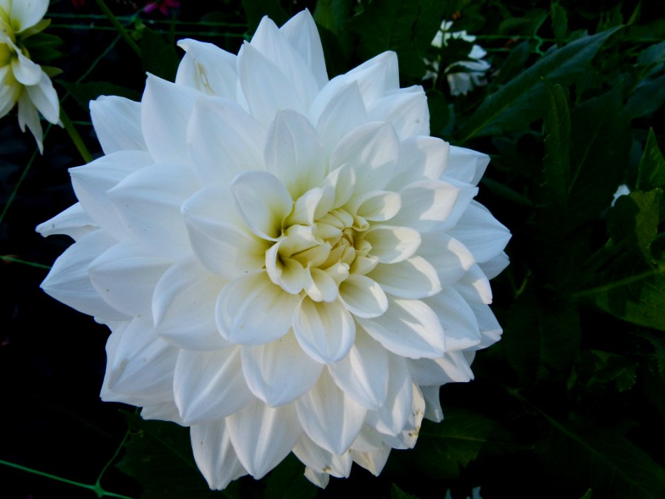 Concours international du Dahlia 2012 au Parc Floral de Paris 14