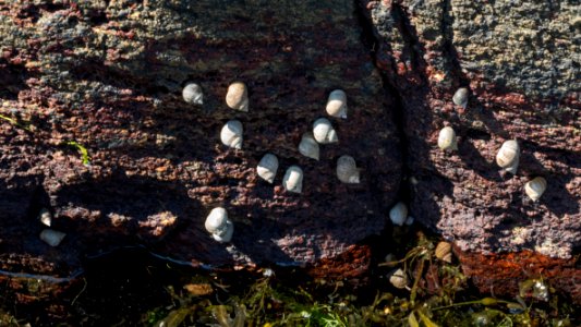 Common periwinkles in Sämstad harbor 1