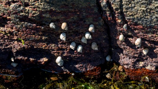 Common periwinkles in Sämstad harbor 1 photo