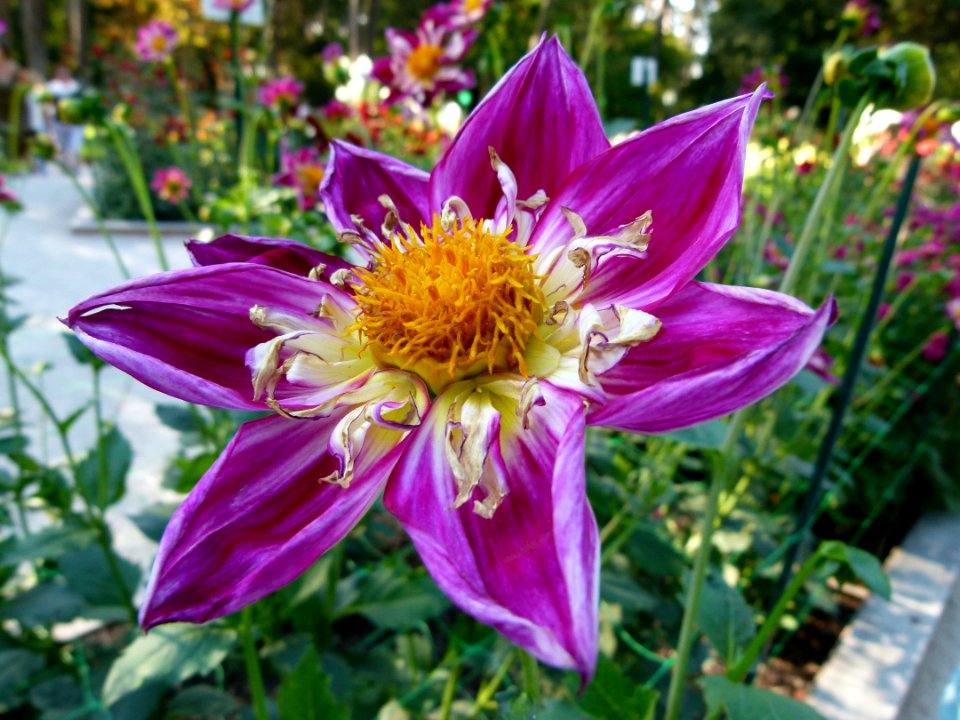 Concours international du Dahlia 2012 au Parc Floral de Paris 23