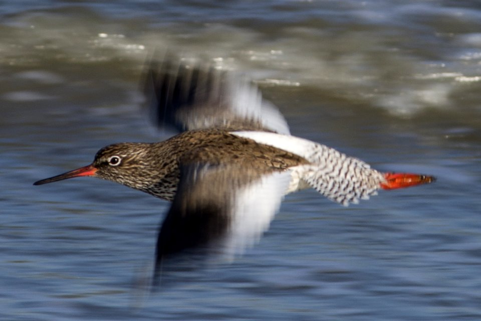 Common redshank (Tringa totanus) in flight at Amrum