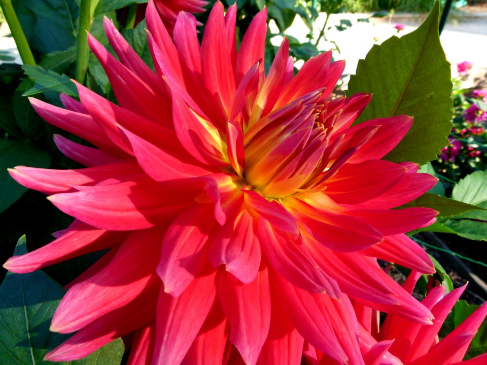 Concours international du Dahlia 2012 au Parc Floral de Paris 18