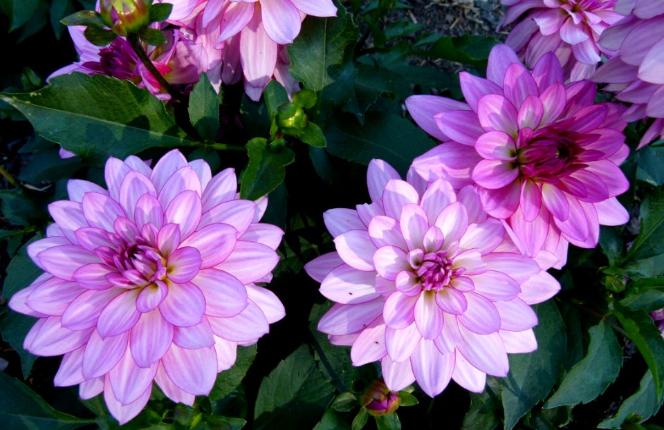 Concours international du Dahlia 2012 au Parc Floral de Paris 26