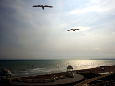 Common Gull in flight, The Colonnade, Bexhill