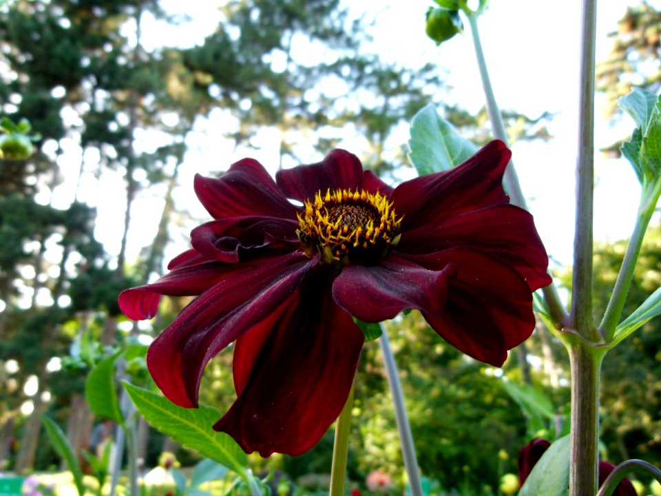 Concours international de dahlia 2012 Parc Floral à Paris 7