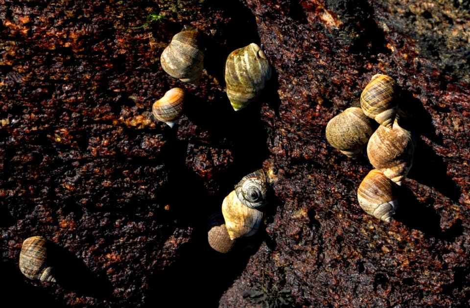 Common periwinkles in Gullmarn fjord