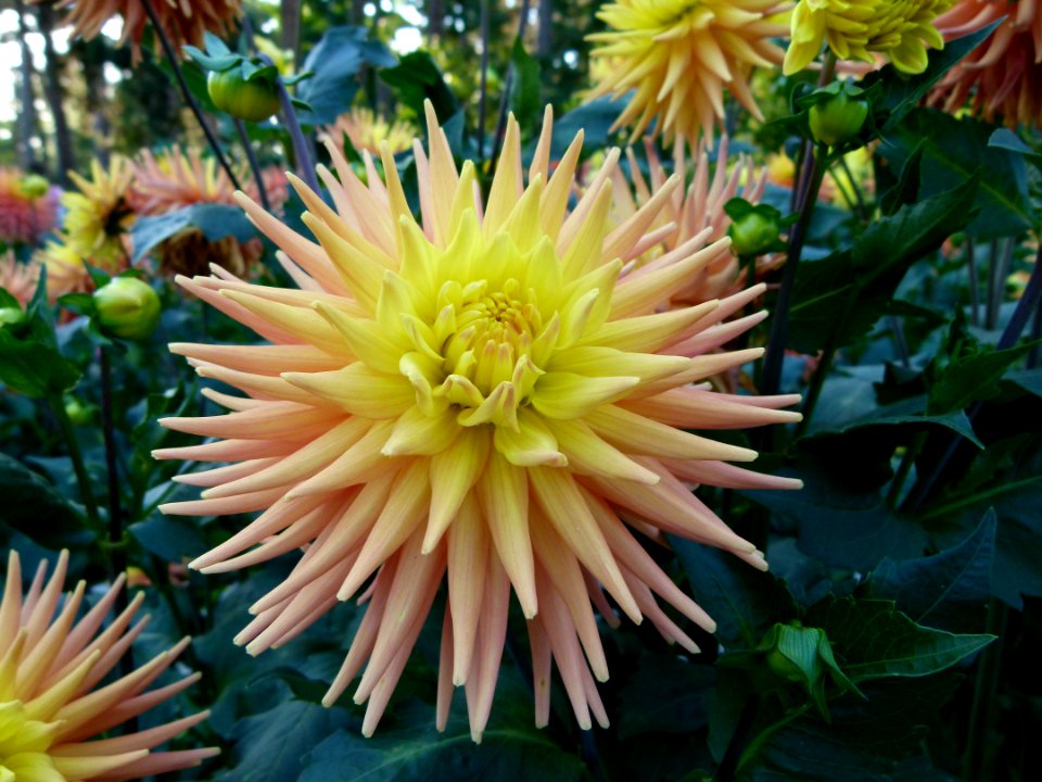 Concours international de dahlia 2012 Parc Floral à Paris 2