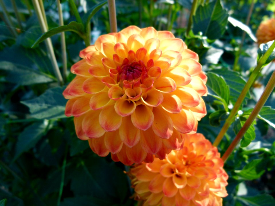 Concours international de dahlia 2012 Parc Floral à Paris 10