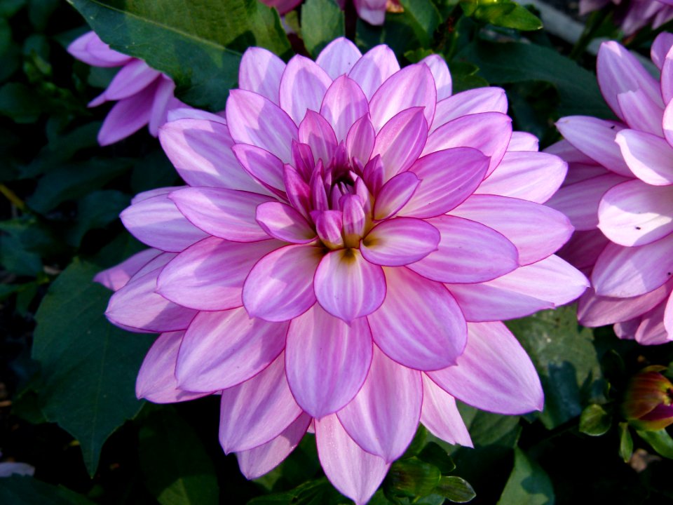 Concours international du Dahlia 2012 au Parc Floral de Paris 27