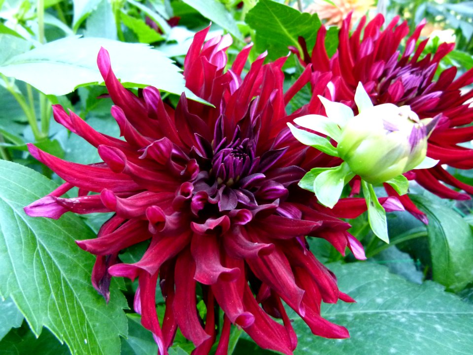 Concours international du dahlia 2012 - Parc Floral Paris