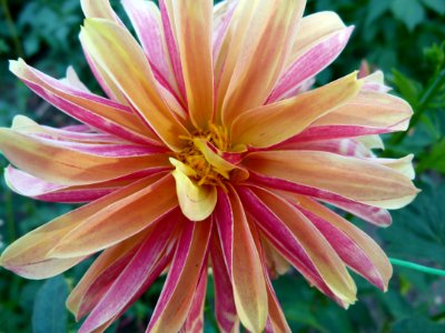 Concours International du Dahlia 2012 Parc Floral Paris 15