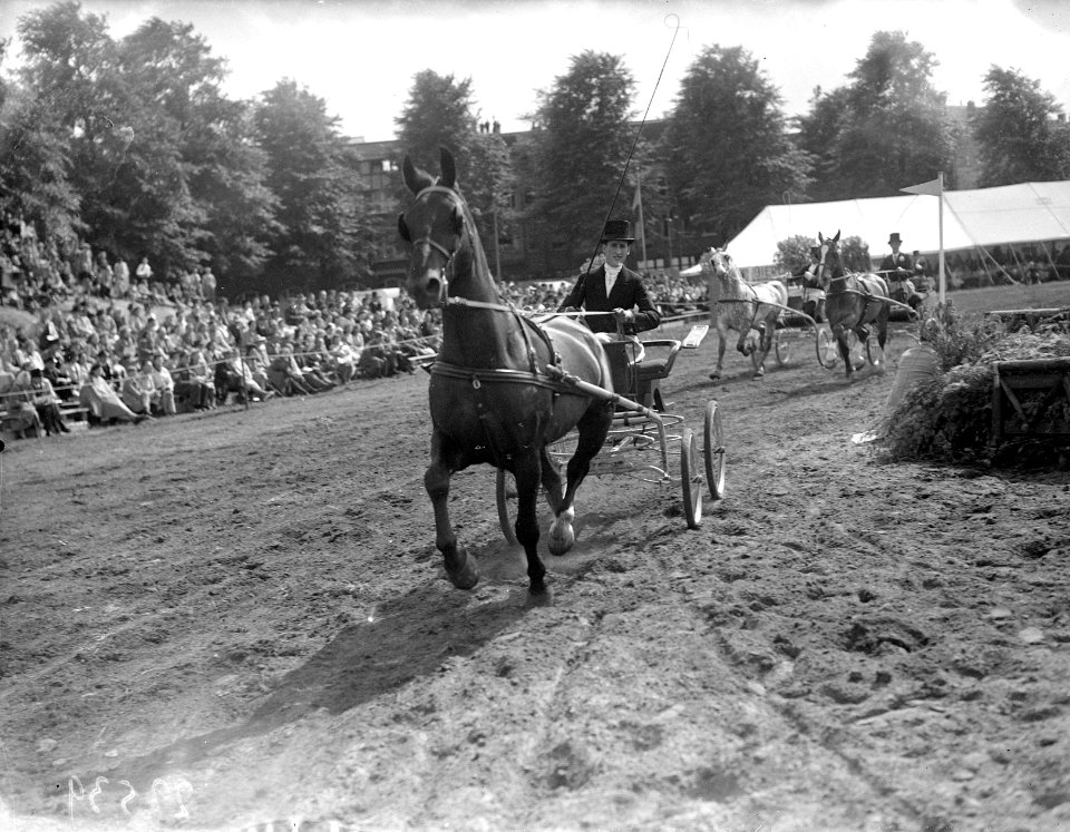 Concours Hippique Amsterdam, Bestanddeelnr 902-2539