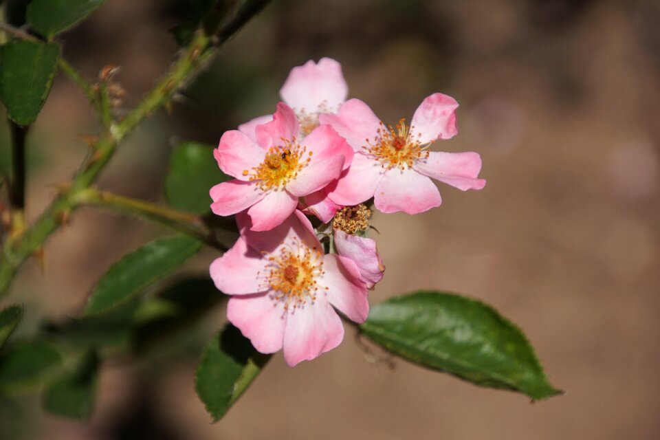 Pink blossom bloom