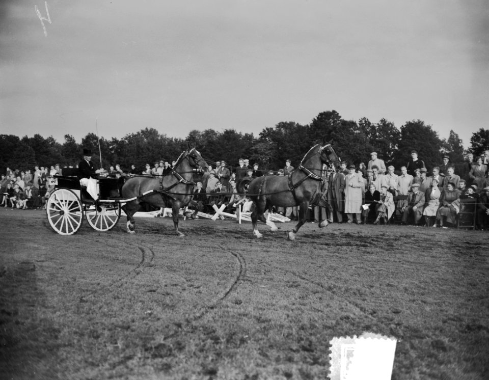 Concours tweespannen tuigpaarden Groningen S Offringa Kampoen Nederland, Bestanddeelnr 907-9668