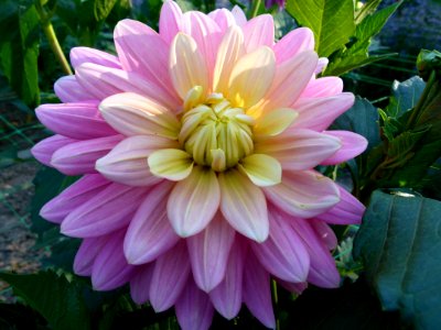 Concours International du Dahlia 2012 Parc Floral Paris 18