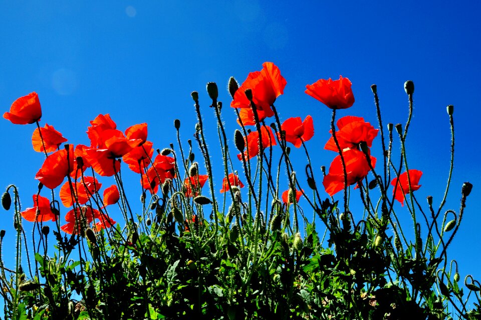 Flowers poppy flower field