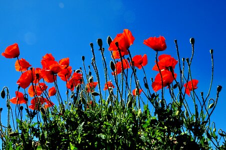 Flowers poppy flower field