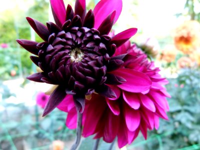 Concours International du Dahlia 2012 Parc Floral Paris 12