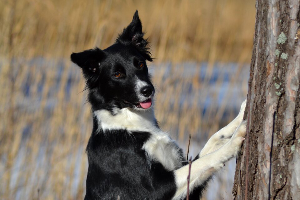 Dog border collie winter photo