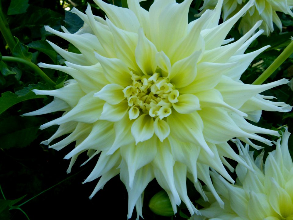 Concours international du Dahlia 2012 au Parc Floral de Paris 13