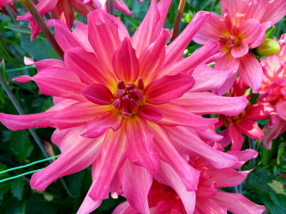 Concours international du Dahlia 2012 au Parc Floral de Paris 76