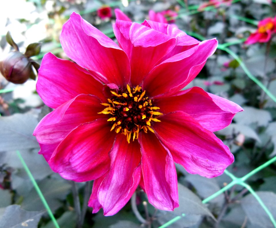 Concours international du Dahlia 2012 au Parc Floral de Paris 11