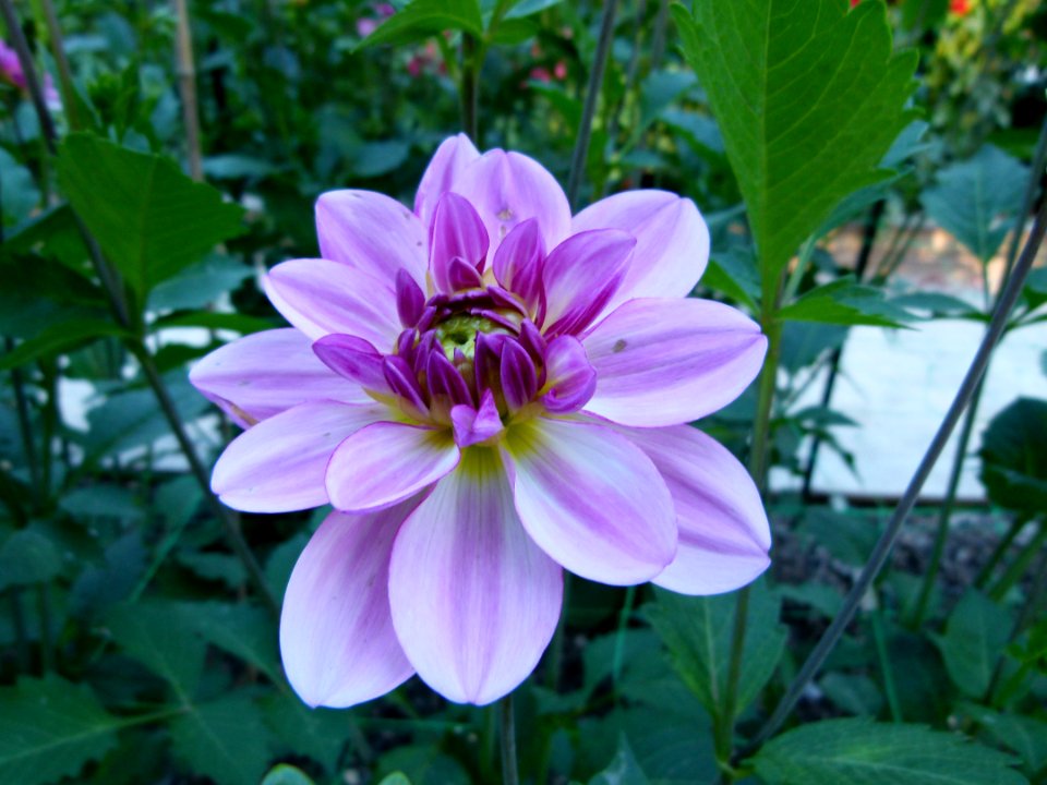 Concours international du Dahlia 2012 au Parc Floral de Paris 73