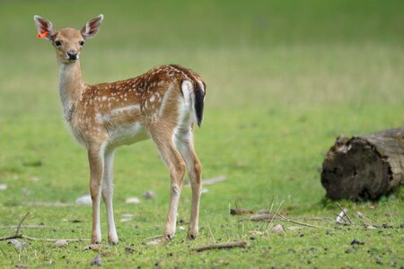 Young mammal dama dama