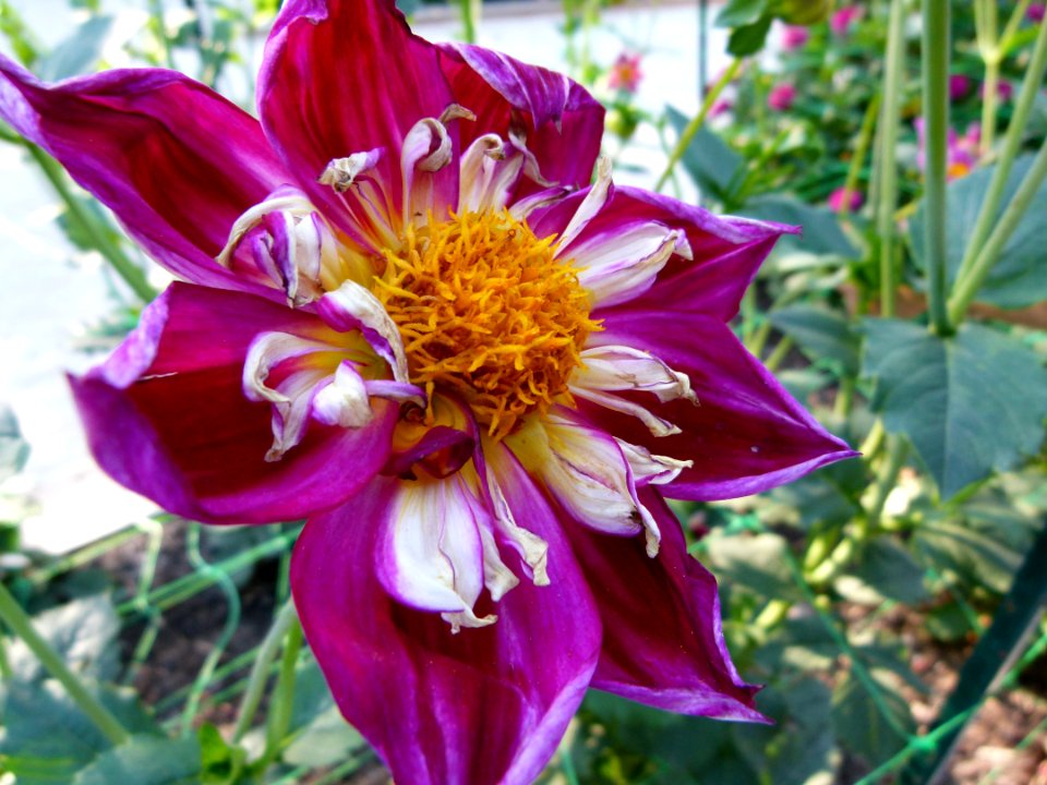Concours international du Dahlia 2012 au Parc Floral de Paris 24