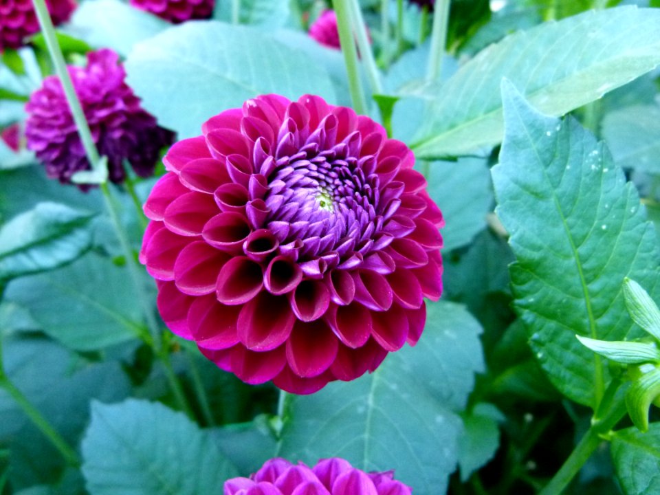 Concours international du Dahlia 2012 au Parc Floral de Paris 71