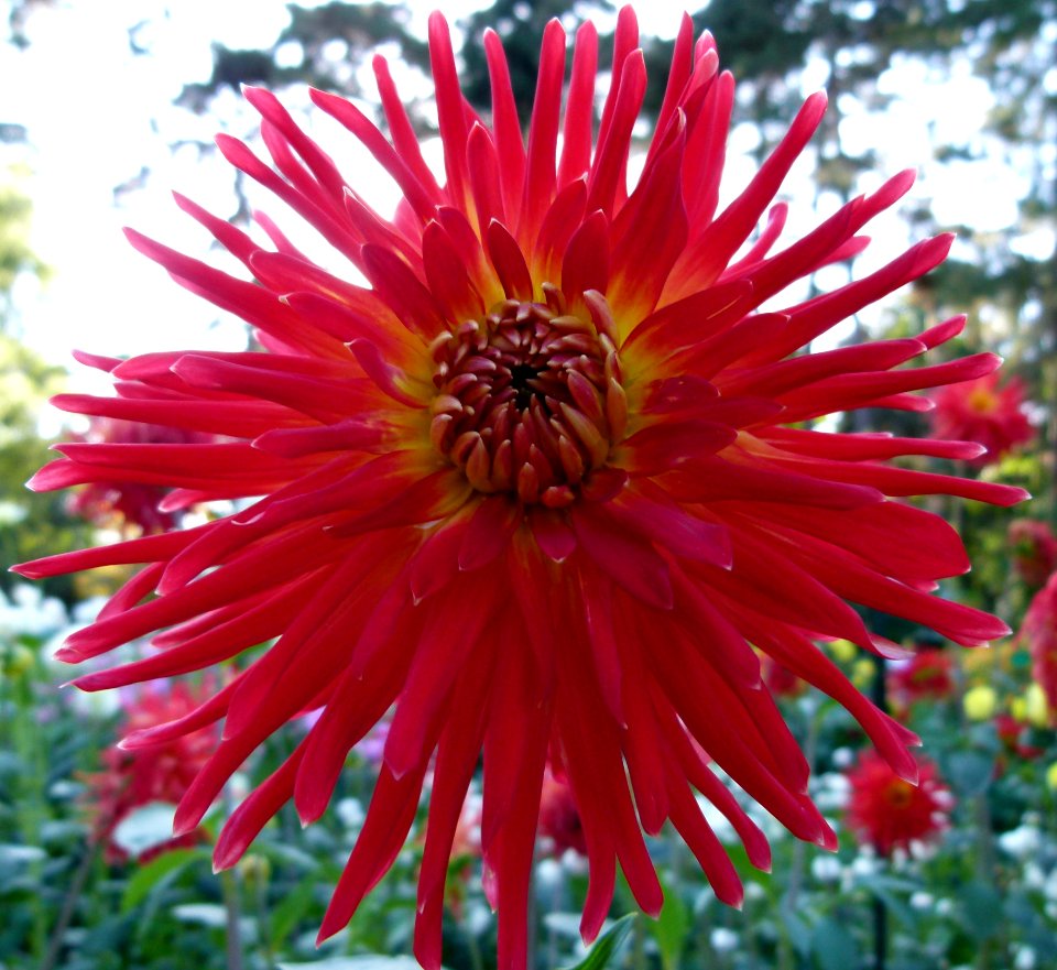 Concours international du Dahlia 2012 au Parc Floral de Paris 40