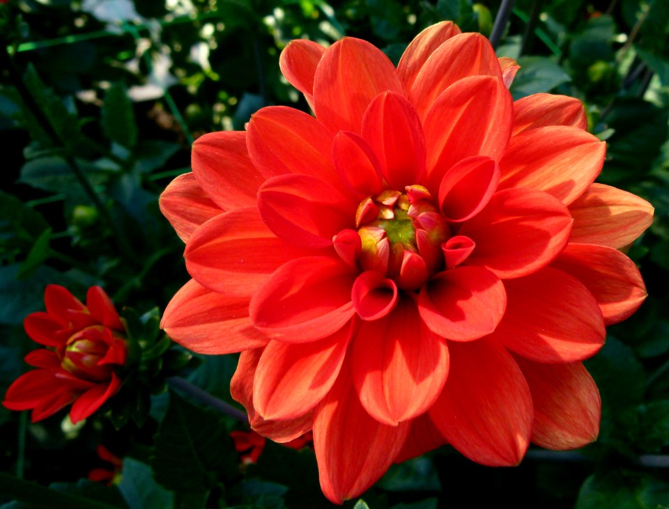 Concours international du Dahlia 2012 au Parc Floral de Paris 31