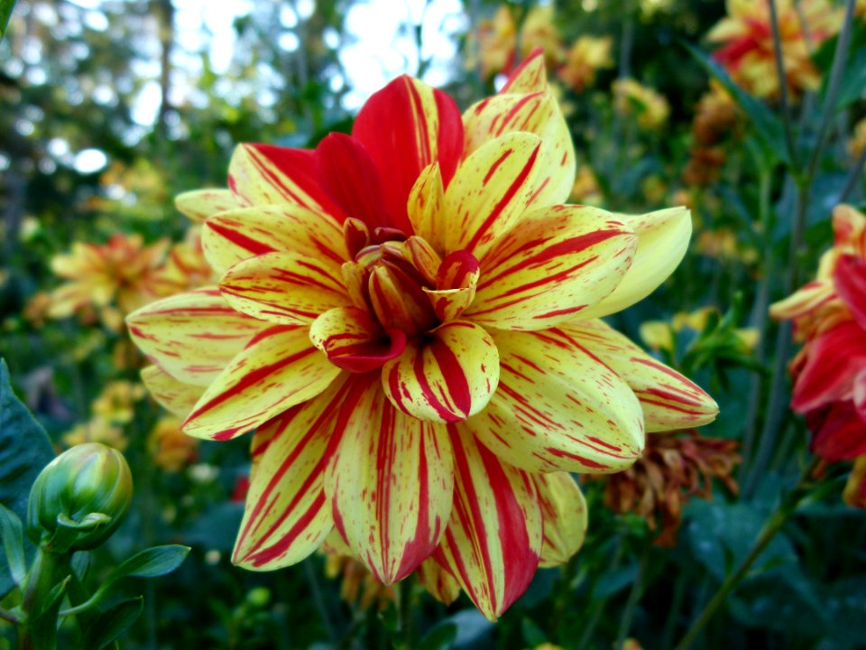 Concours international du dahlia 2012 - Parc Floral Paris 3