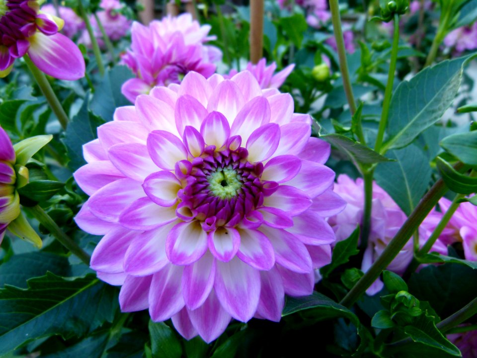 Concours International du Dahlia 2012 Parc Floral Paris