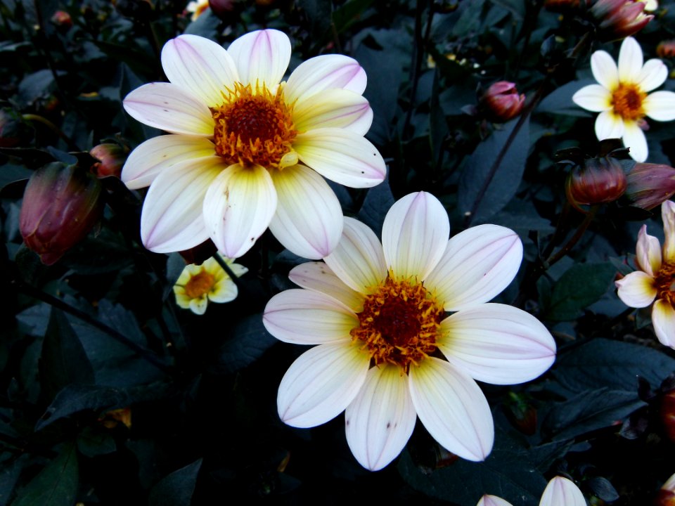Concours international du Dahlia 2012 au Parc Floral de Paris 62