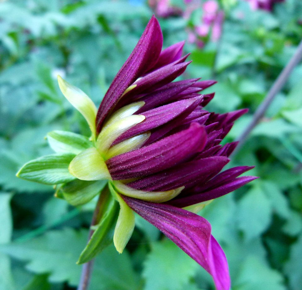 Concours international du Dahlia 2012 au Parc Floral de Paris 54