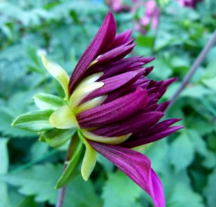 Concours international du Dahlia 2012 au Parc Floral de Paris 54