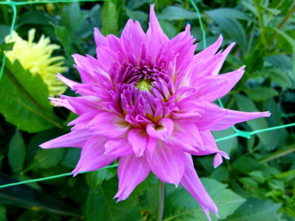 Concours international du Dahlia 2012 au Parc Floral de Paris 10