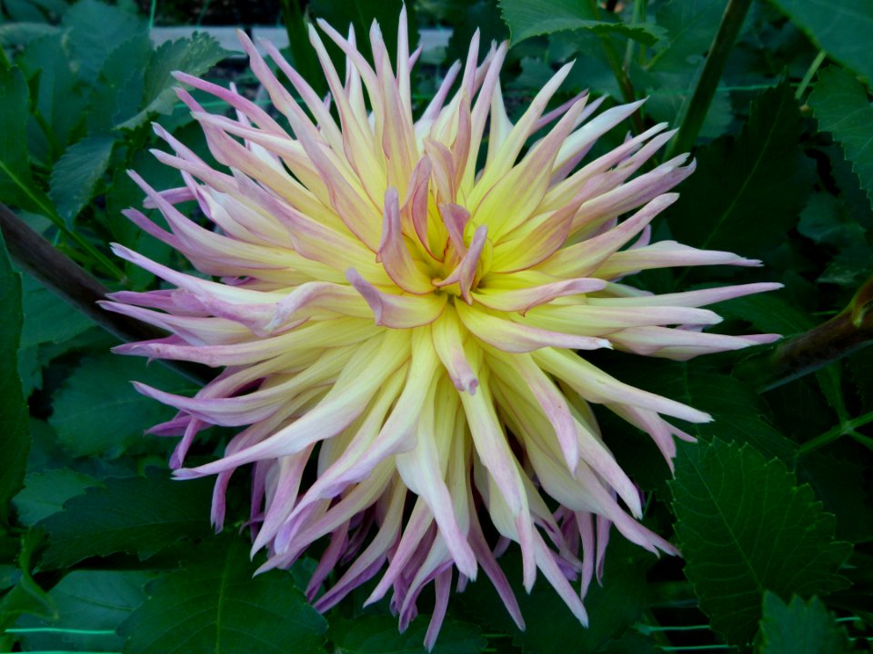 Concours international du Dahlia 2012 au Parc Floral de Paris 2
