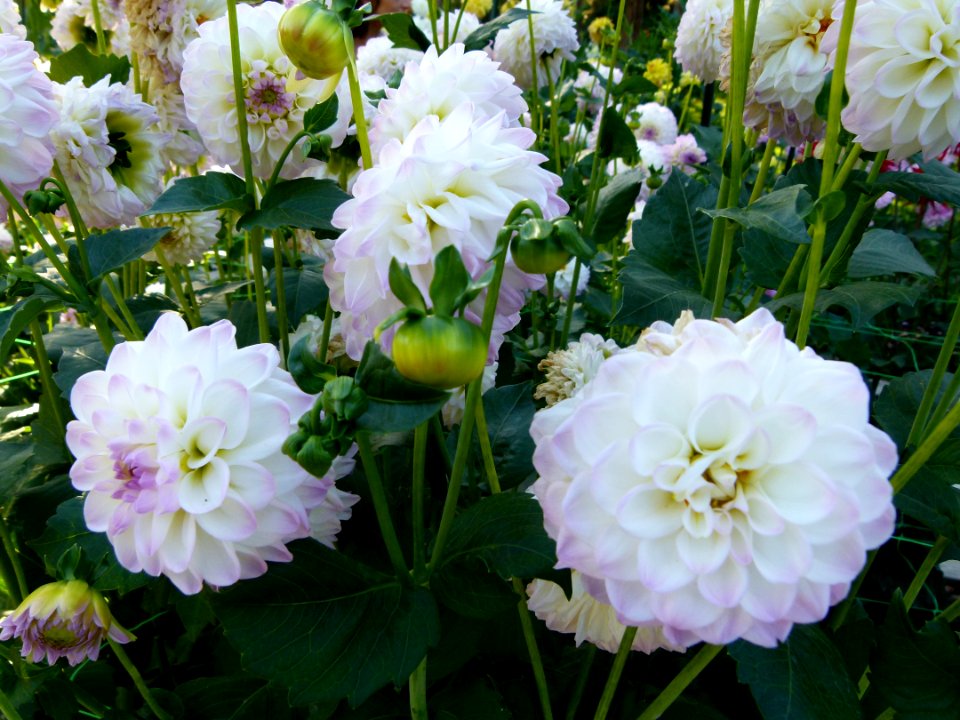 Concours international de dahlia 2012 Parc Floral à Paris 9
