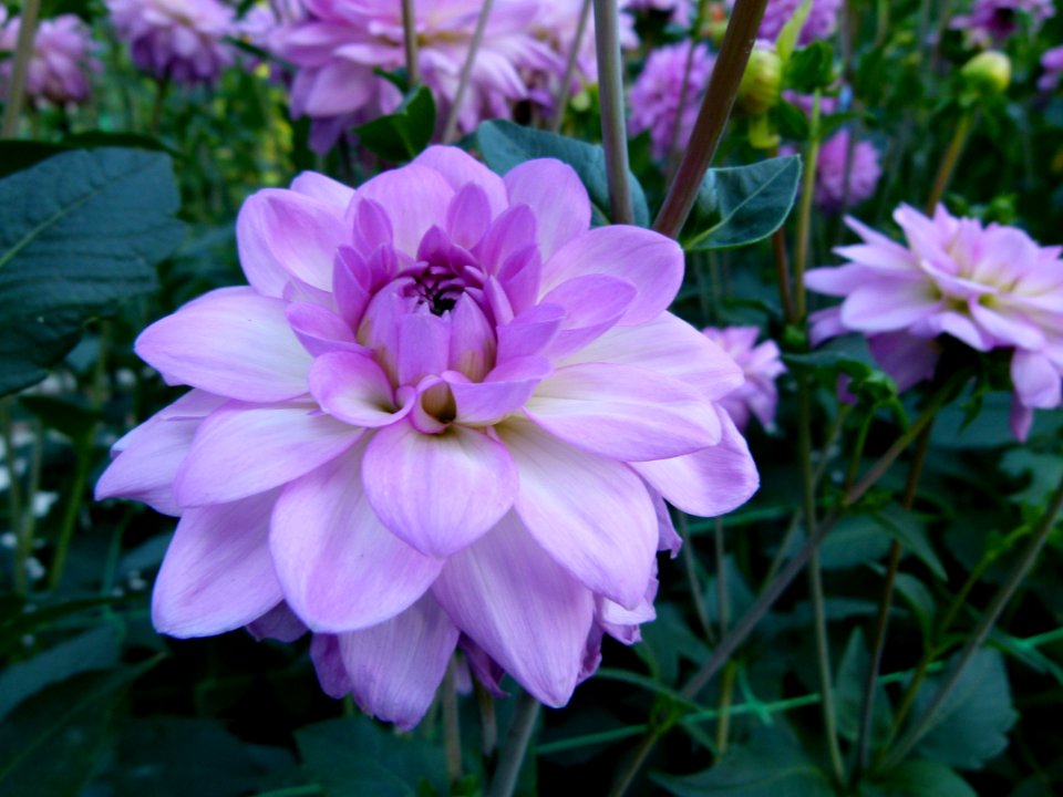 Concours international de dahlia 2012 Parc Floral à Paris 5
