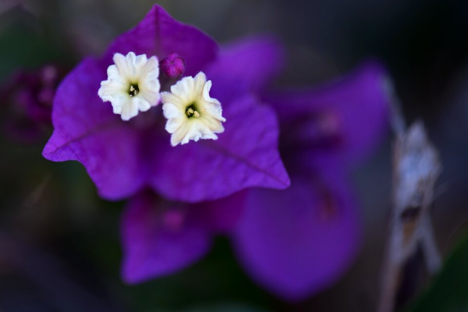 Flowers nature plants