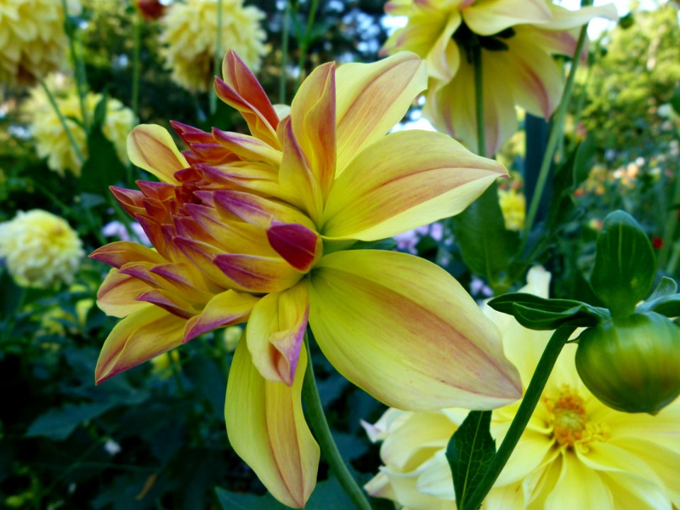 Concours international de dahlia 2012 Parc Floral à Paris 15