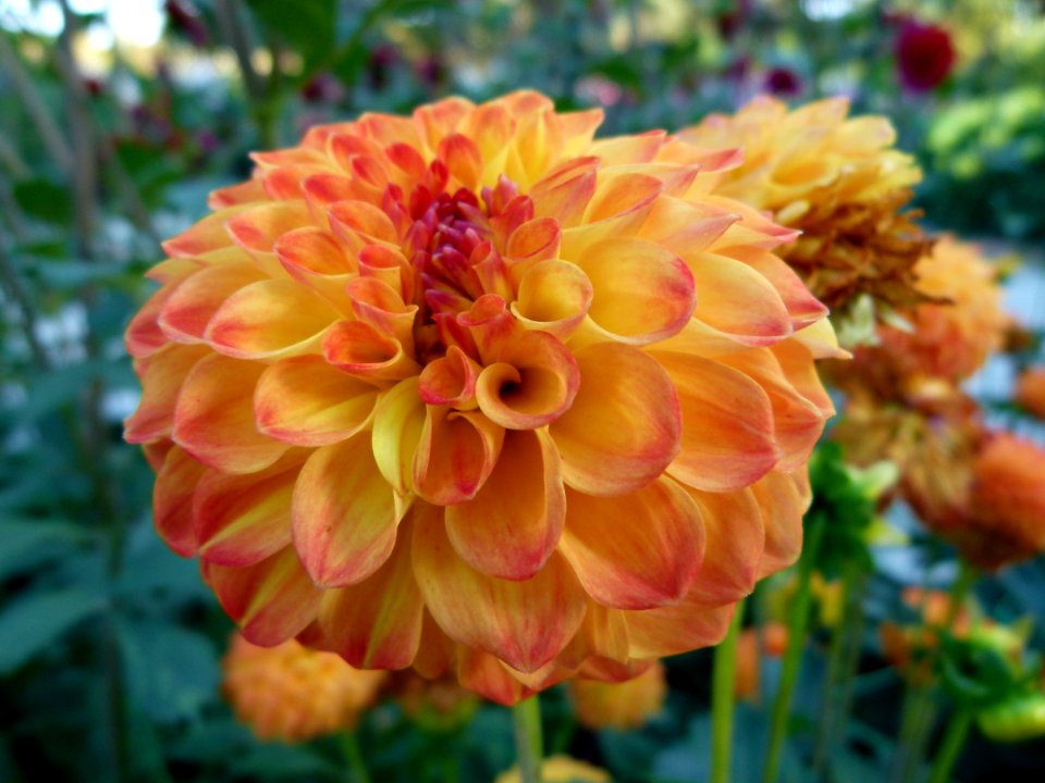 Concours international de dahlia 2012 Parc Floral à Paris 12