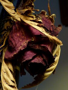 Flower dried dead photo