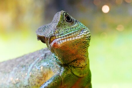 Water animal reptile
