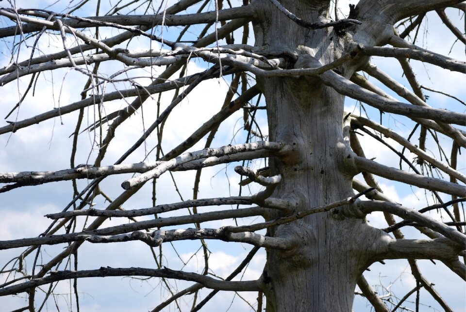 Arid tribe structure