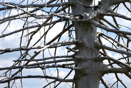 Arid tribe structure
